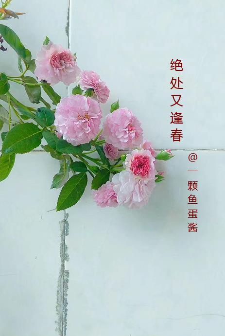 绝处逢生下一句是什么意思